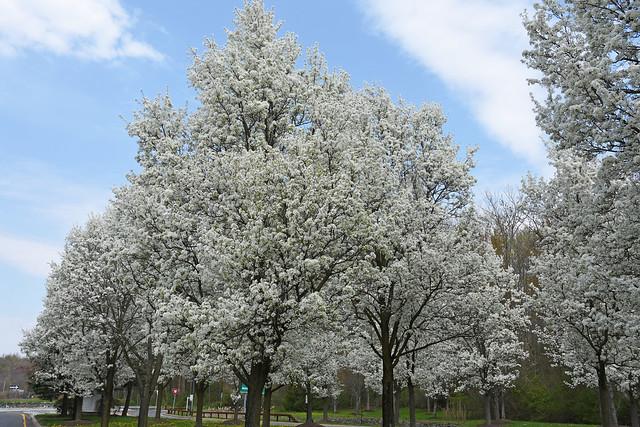 Pictures Of White Cherry Blossom Trees. Photo Taken Wednesday April 21, 2021
