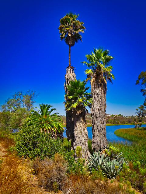 Palm trees at Lake Miramar