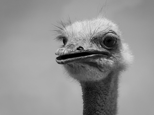 Avestruz- Ostrich
