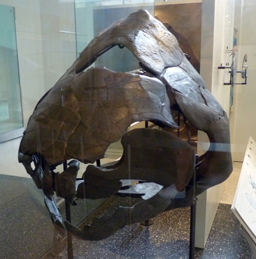 Dunkleosteus terrelli 2 (1-8-19 AMNH vertebrate origins)