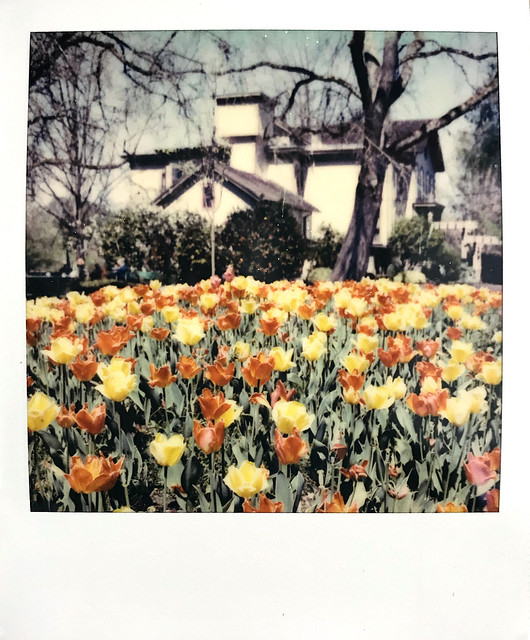 Tulips and Bush House
