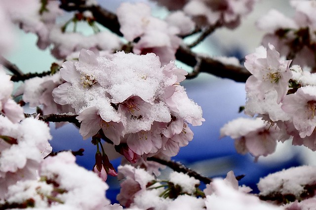 Cherry blossom under snow