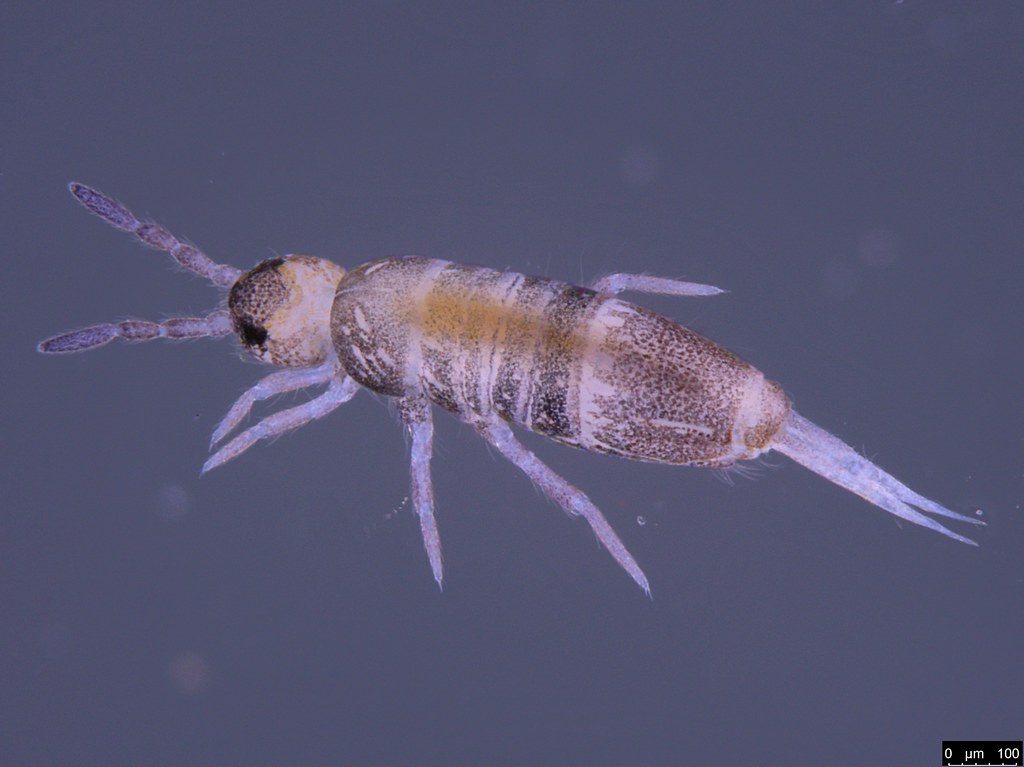 2 - Entomobryidae sp.