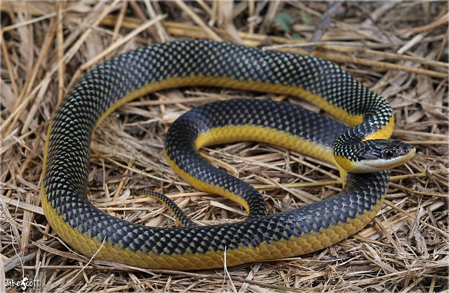Yellow-bellied Liophis (Erythrolamprus poecilogyrus)