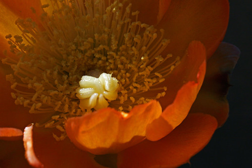 Cactus Flower (5291)