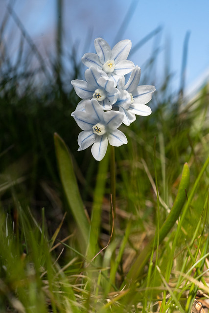 Vårpryd, Striped squill (Puschkinia scilloides)