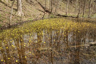2021-04-22. Yellow Water Buttercups 1