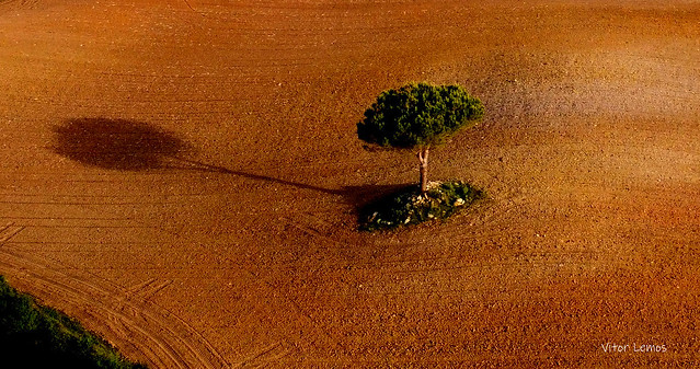 A árvore