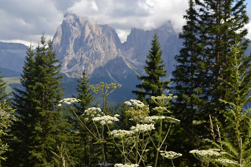 Sull'Alpe di Siusi: tra ombrellifere e conifere, la visione del Sassolungo