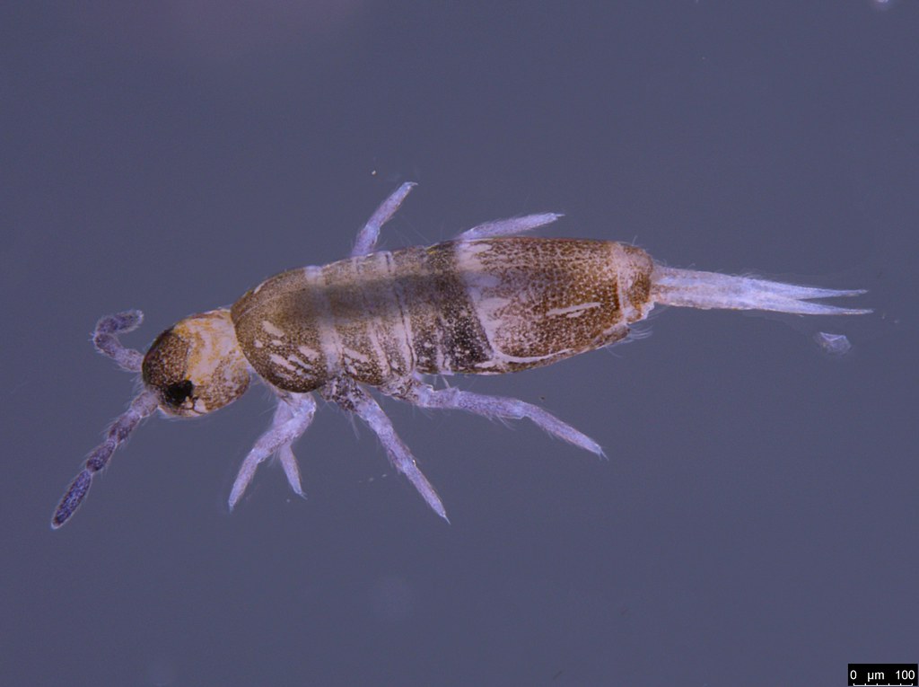 3a - Entomobryidae sp.