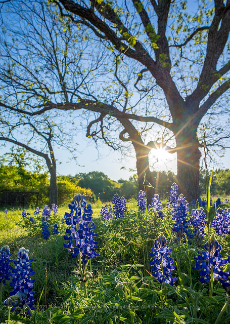 Bluebonnets of Spring