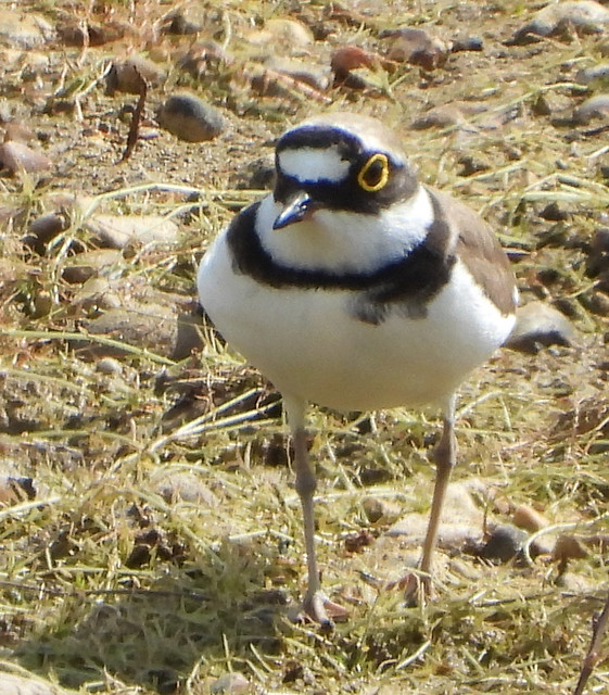 Little Riinged Plover on Crookham Common, Berkshire.