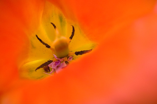 Inside of Tulip