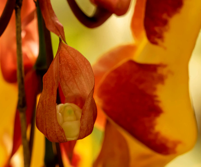 Heart Of An Orchid