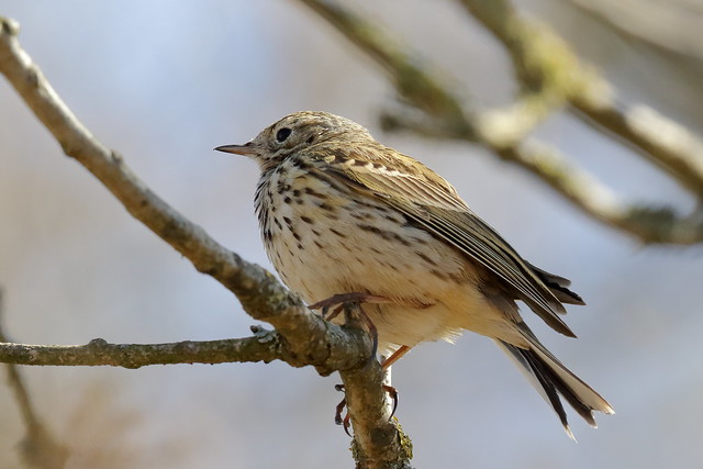 Tree pipit (Anthus trivialis) or Meadow