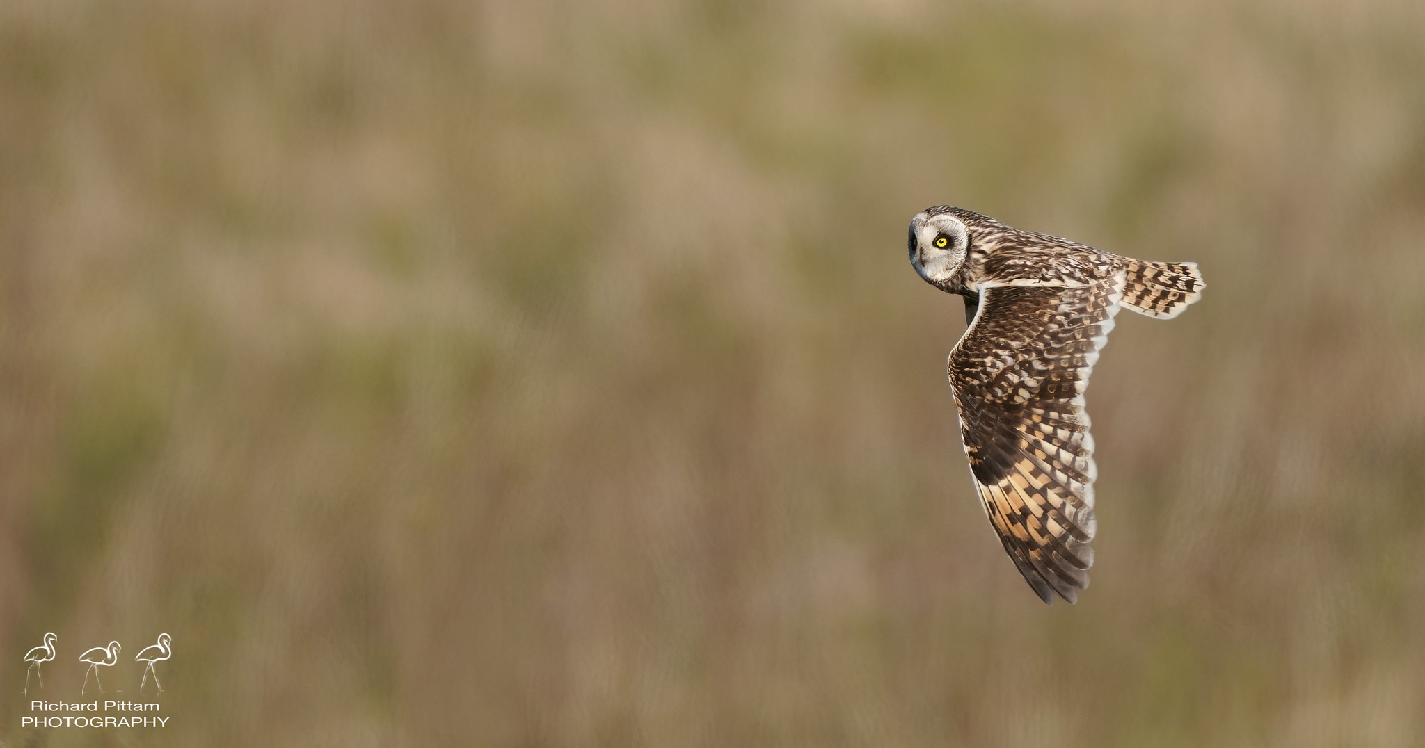 Short-eared Owl [ I've never gotten one close this season ]