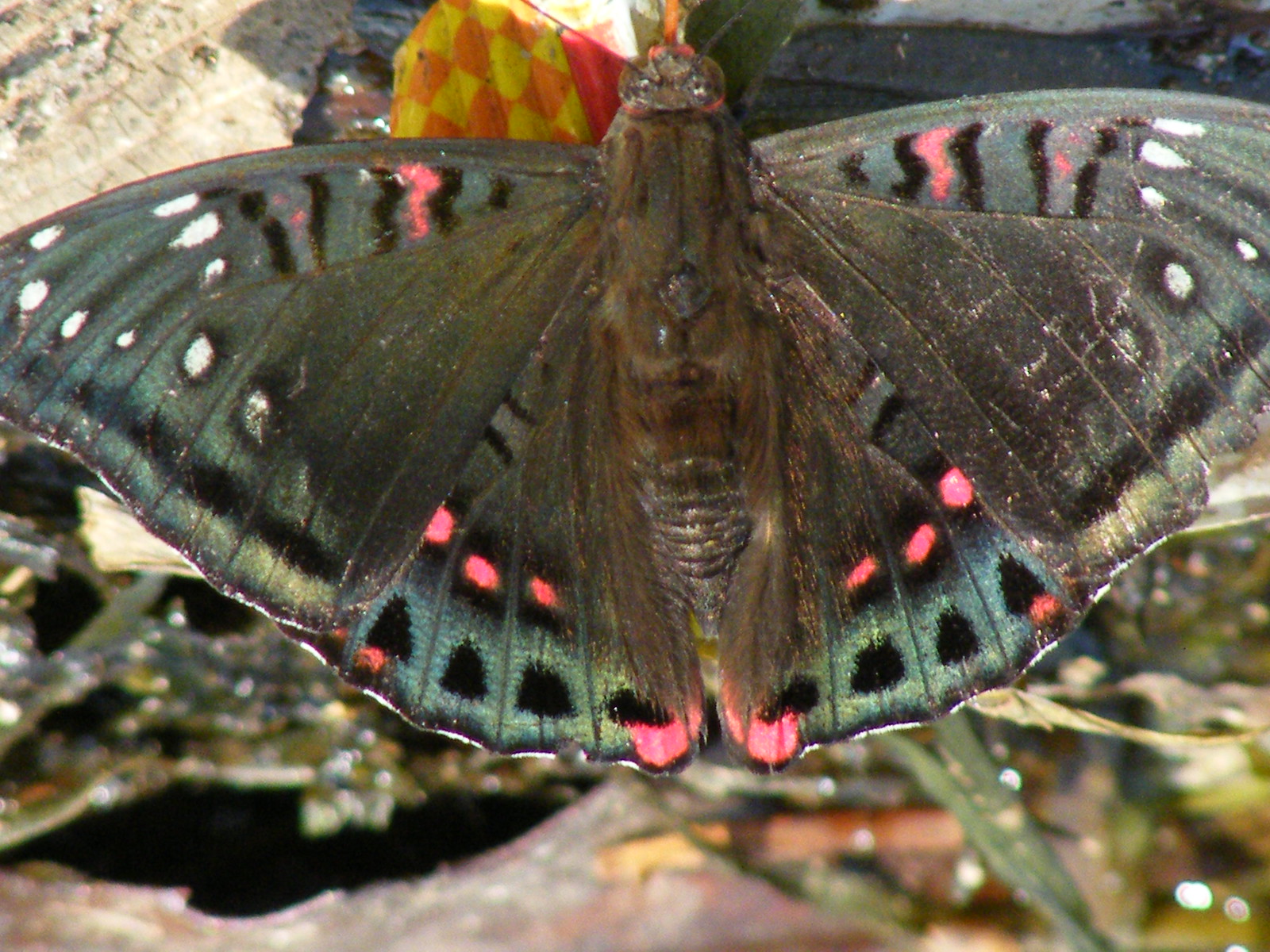 Butterfly, Pokhara, Nepal