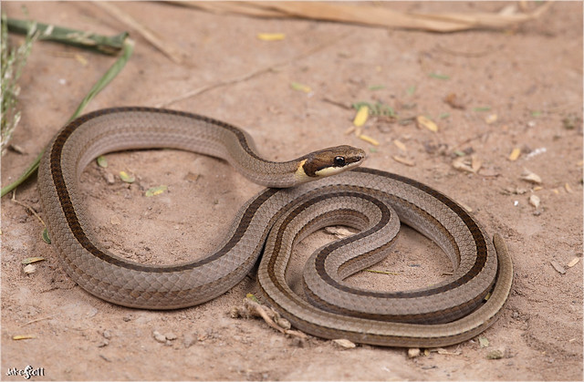 Spirit Diminutive Snake (Psomophis genimaculatus)