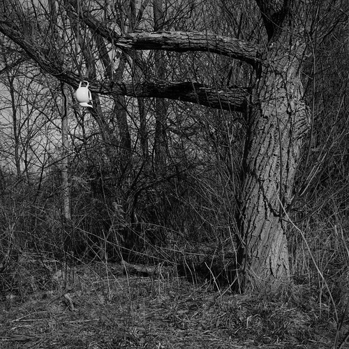 toronto humberbaypark east landscape blackandwhite tree teapot surreal 120 film mediumformat 6x6 ilforddelta100 hc110 yashicamat epsonperfection4870photo
