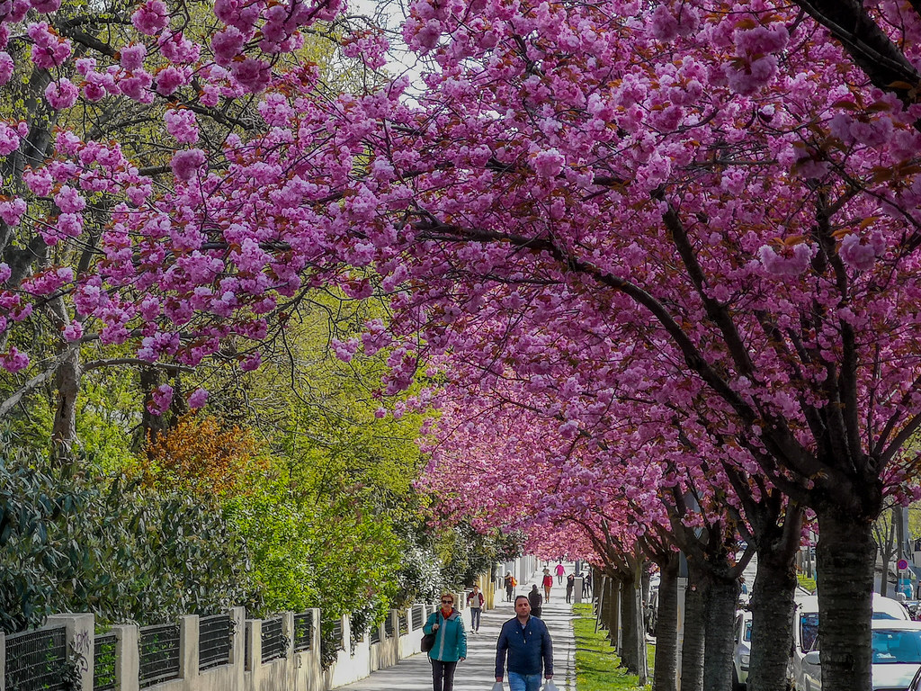 A walk along the Cherry Blossom trees in springtime.