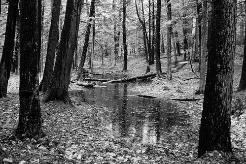 14mm bearbrookstatepark beaverpondcampground em5 forest landscape leaves logs monochrome nature olympus pond reflection snow spring trees water woods deerfield newhampshire unitedstates