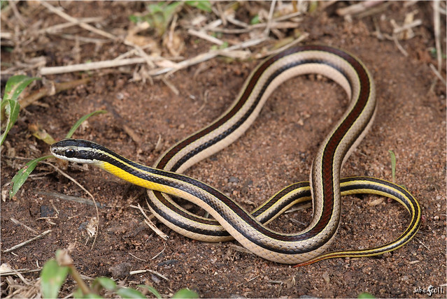 Lema’s Striped Snake (Lygophis dilepis)