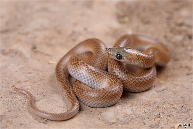 Chaco Miner Snake aka Banded Pampas Snake (Phimophis vittatus)