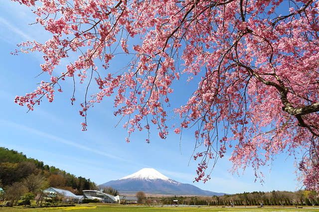 Mt.Fuji and weeping cherry
