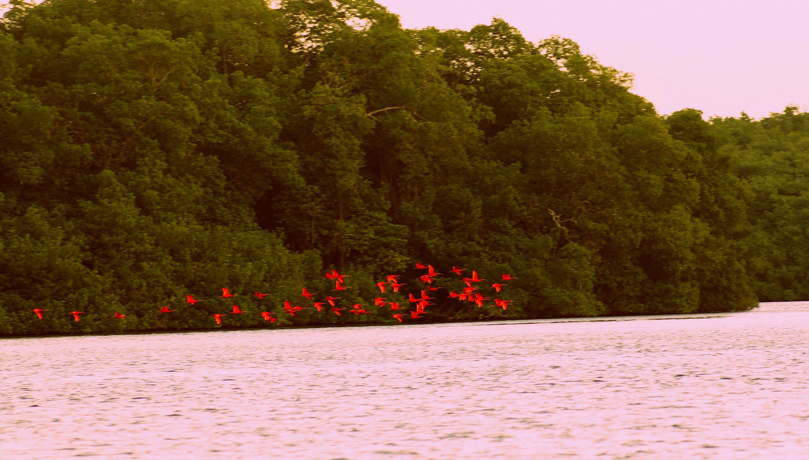 flock-of-scarlet-ibis