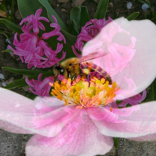 Toronto Ontario ~ Canada ~ Edwards Gardens ~ Botanical Garden - Macro Wasp Macro