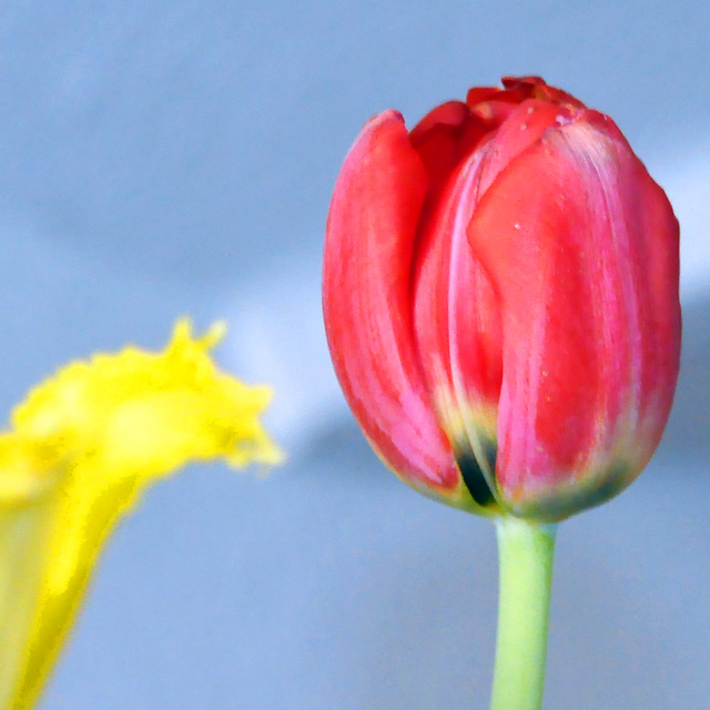 April 2021 ... Blüten meines Tulpenstraußes ... Brigitte Stolle