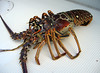 Equilibrium Price And Australian Lobsters by worldinformative93