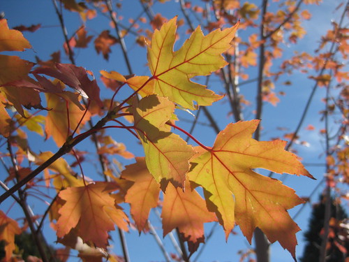 Gold and Orange Autumnal Tones | by raaen99