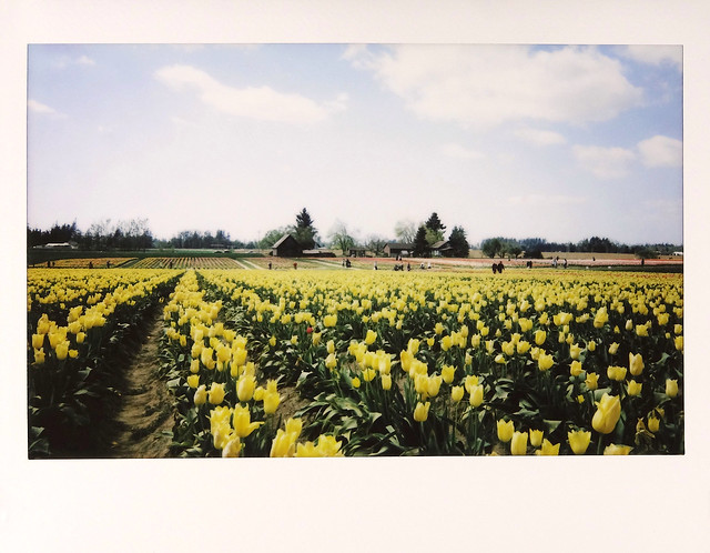 Tulip Field 4
