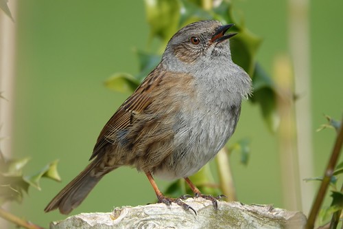 Singing Dunnock | by Ian Robin Jackson
