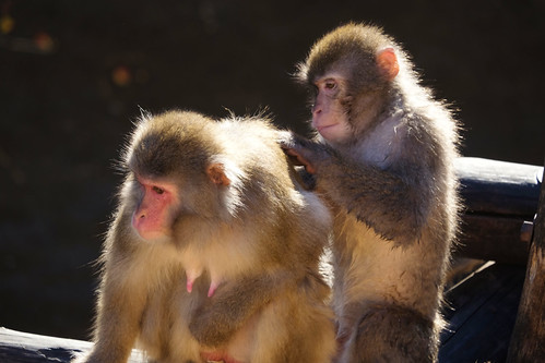 macaques comb each other and enjoy it on a sunny day at the Moscow zoo | by nzi26.04