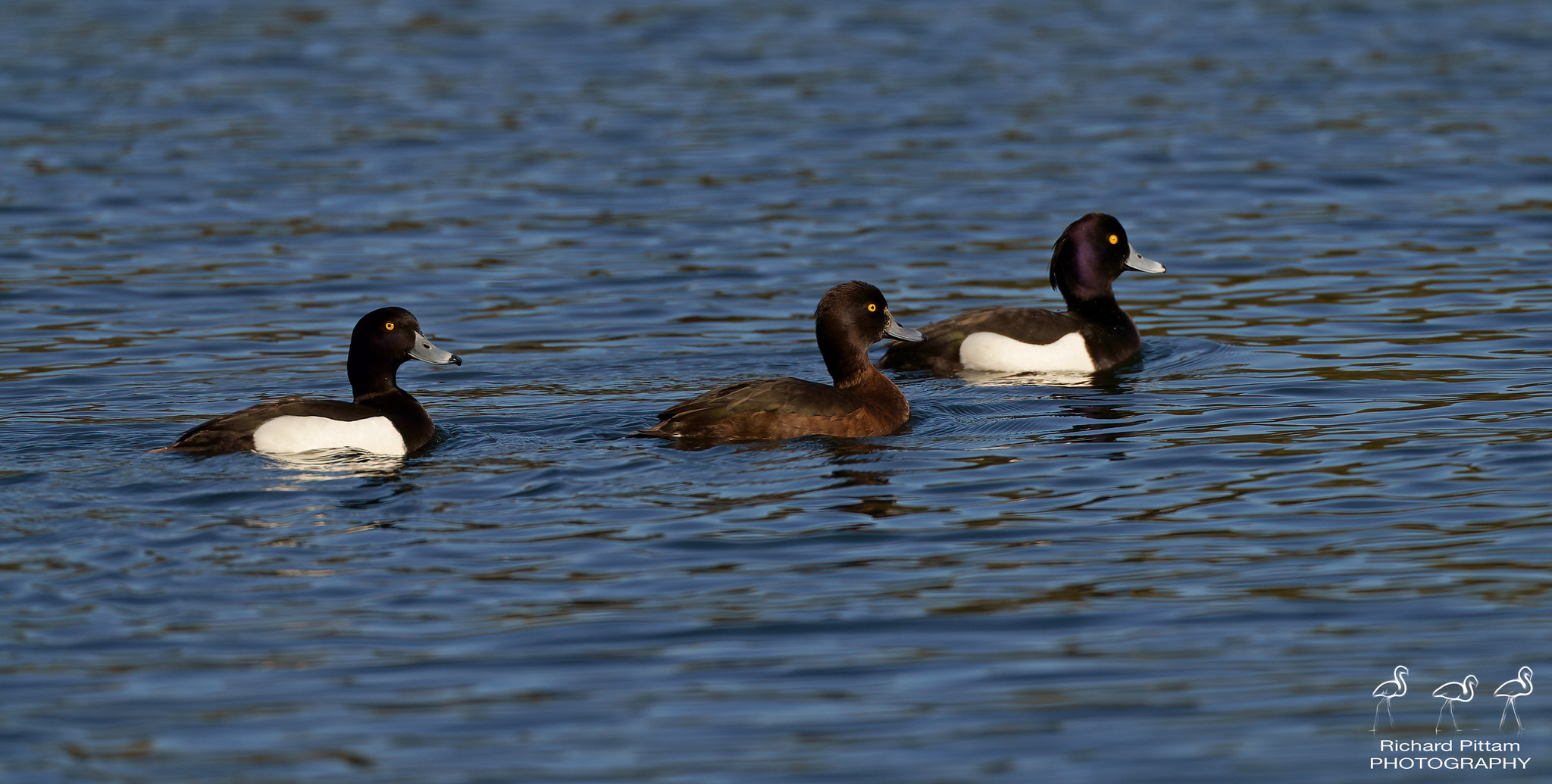 tufted Duck