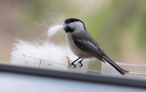 Black-capped Chickadees nesting in yard