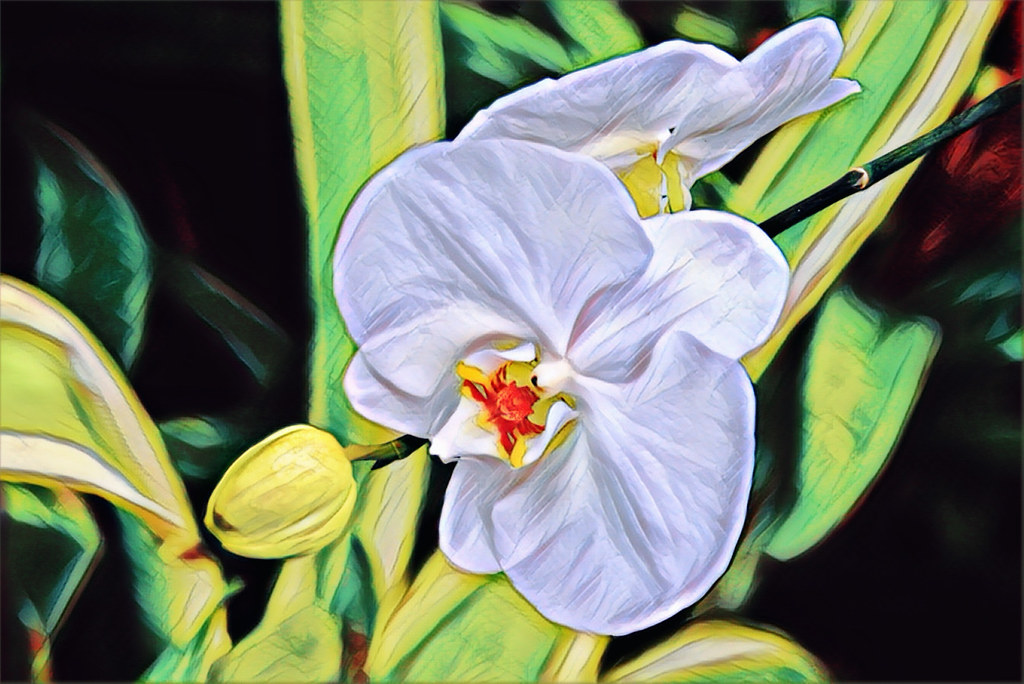 Toronto Ontario - Canada - Allan Gardens Conservatory - Toronto Tropical Garden -  Heritage - White Orchids