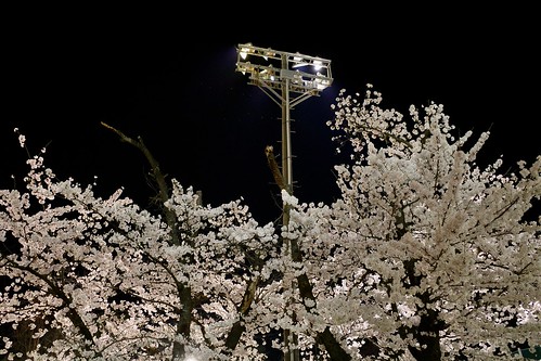 内野の夜桜 2021