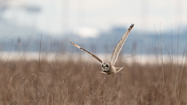 Short-Eared Owl in Flight