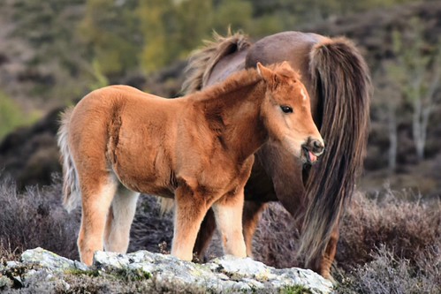 Wild Carneddau Pony | by kevinwilliams22372
