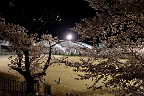 内野の夜桜 2021 2