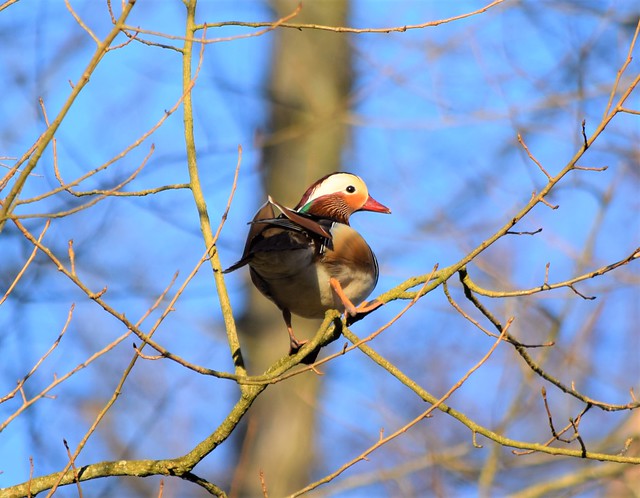 Mandarin Duck in the Brecks, Suffolk, U.K
