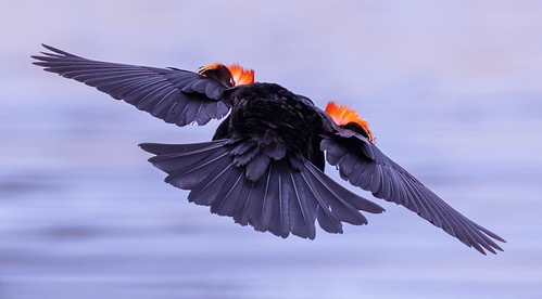 Red Flag Alert | by cameraclub231