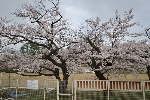 内野の桜 2021 2