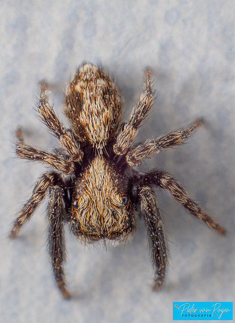 Jumping spider (Pseudeuophrys lanigera)