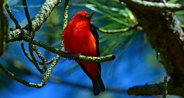 The Flaming Red Migration All-Star~ Male Scarlet Tanager (Piranga olivacea)