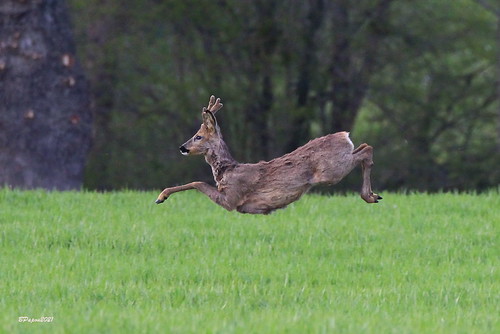 Chevreuil - Roe deer | by BPBP42