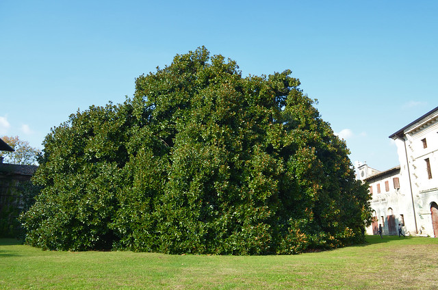One Magnolia [Ariis - 18 October 2020]